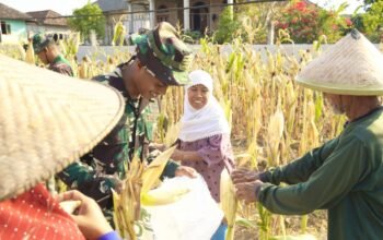 Aksi TNI di Ladang Jagung Bojonegoro Tuai Pujian, Petani Lansia Terharu