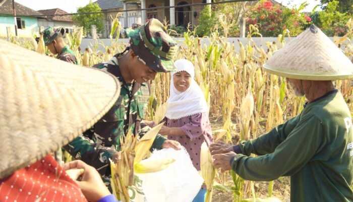 Aksi TNI di Ladang Jagung Bojonegoro Tuai Pujian, Petani Lansia Terharu