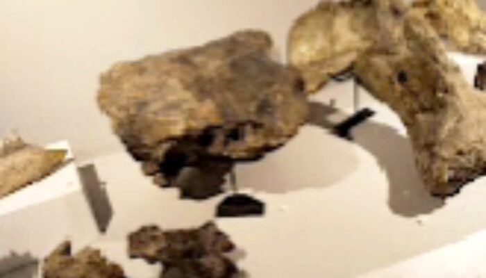 Ada Fosil Gajah hingga Prasasti Adan-Adan di Museum Rajekwesi Bojonegoro