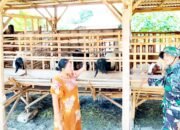 TMMD 129 Bojonegoro Pererat Kedekatan TNI dan Peternak Kambing di Kesongo