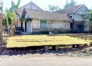 Tembakau di Kedungadem Bojonegoro Tembus Rp39 Ribu, Petani Sumringah