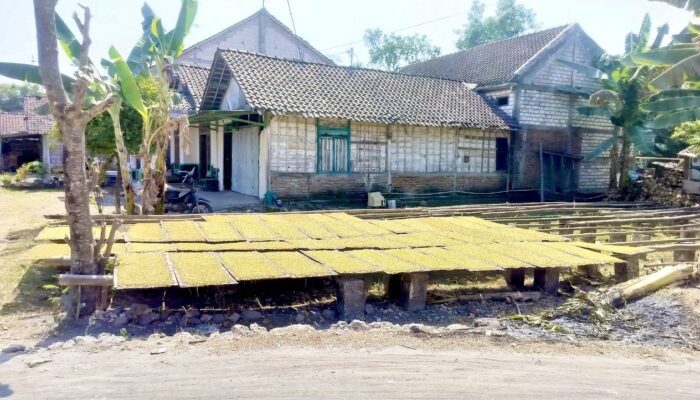Tembakau di Kedungadem Bojonegoro Tembus Rp39 Ribu, Petani Sumringah