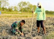 TMMD Bojonegoro Penuh Cerita, Prajurit TNI Ikut Turun Sawah