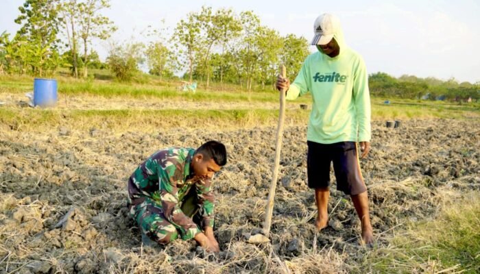 TMMD Bojonegoro Penuh Cerita, Prajurit TNI Ikut Turun Sawah