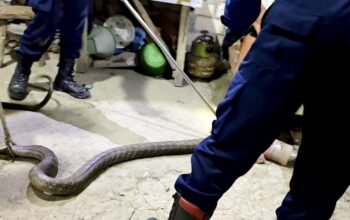 Malam-Malam King Kobra 4 Meter Masuk Rumah Warga Tondomulo Bojonegoro