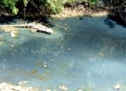 Air Sungai Pacal Diduga Tercemar, DLH Bojonegoro Belum Buka Suara