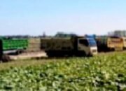 Puluhan Dump Truck Antri, Galian C Ngampal Sumberrejo Bojonegoro Sakti