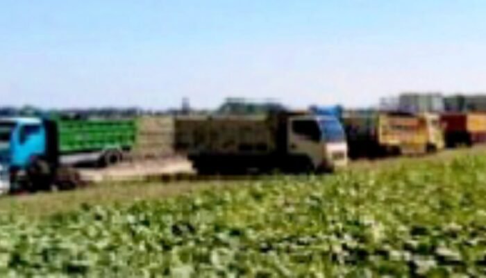 Puluhan Dump Truck Antri, Galian C Ngampal Sumberrejo Bojonegoro Sakti