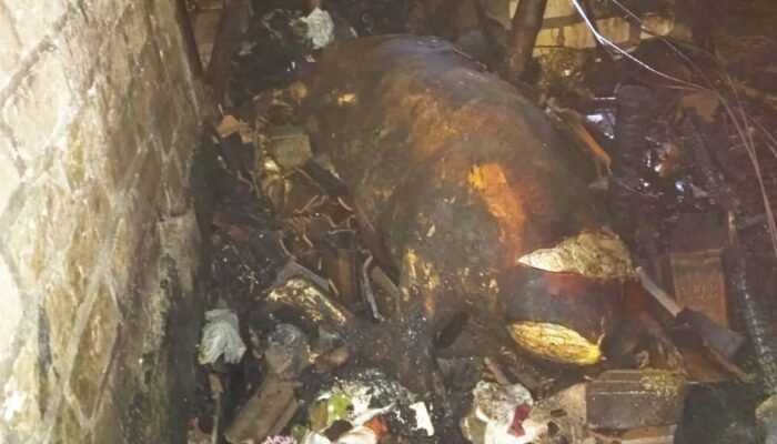 Bediang Jadi Petaka, Kandang Sapi di Babat Lamongan Terbakar