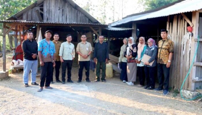 Intip Uniknya Kandang Komunal Lembu Suro, Potensi Peternakan Besar asal Hargomulyo Bojonegoro