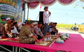 Wiwit Panen di Lamongan, Babinsa Ikut Turun Sawah