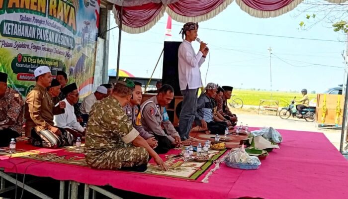 Wiwit Panen di Lamongan, Babinsa Ikut Turun Sawah