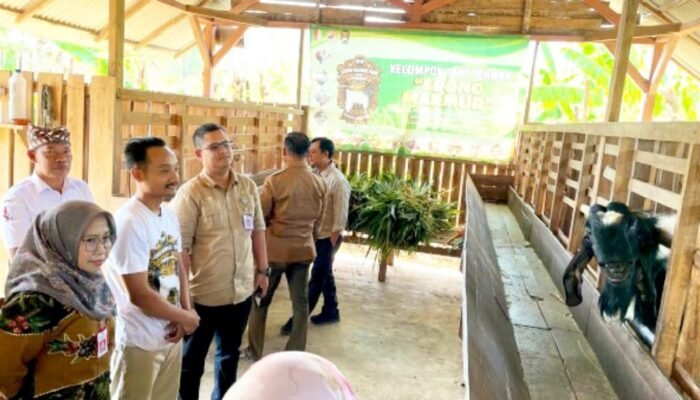 Dari Kotoran Kambing Jadi Cuan, Ini Inovasi Kelompok Ternak Bojonegoro Srono Makmur