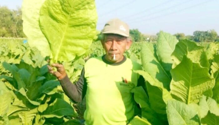 Petani Tembakau Bojonegoro Sumringah, Harga Rajangan Capai Rp48 Ribu