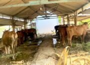 Berdiri Sejak 2012, Kelompok Peternak Sekaran Bojonegoro Ini Kini Makin Mandiri
