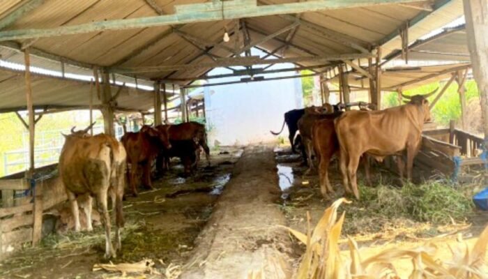 Berdiri Sejak 2012, Kelompok Peternak Sekaran Bojonegoro Ini Kini Makin Mandiri