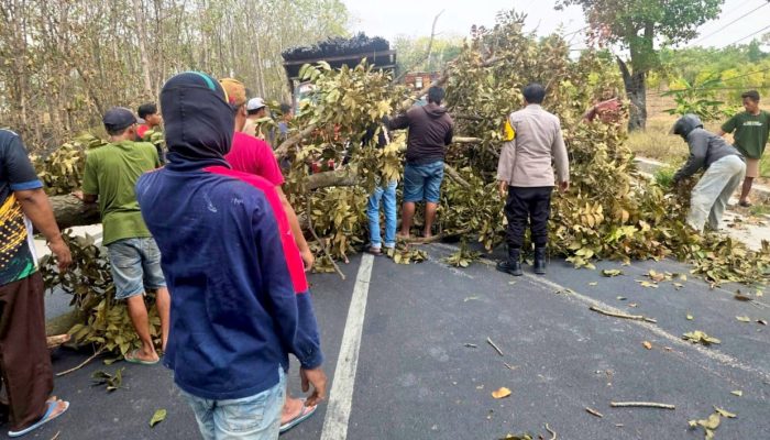 Gerak Cepat Polsek Mantup Lamongan, Pohon Tumbang Bikin Jalan Tersendat