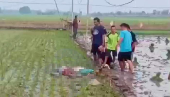 Ibu dan Anak Tewas di Sawah Sidomukti Bojonegoro, Diduga Terjebak Setrum Tikus