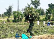 Tak Cuma Jaga Negara, TNI Belibis Putih Ikut Panen Kacang Bersama Petani Bojonegoro