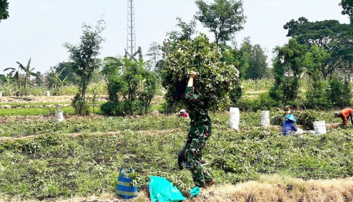 Tak Cuma Jaga Negara, TNI Belibis Putih Ikut Panen Kacang Bersama Petani Bojonegoro