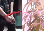 Geger, Rumah ASN di Bandung Jadi Ladang Ganja, Puluhan Pohon Ditemukan