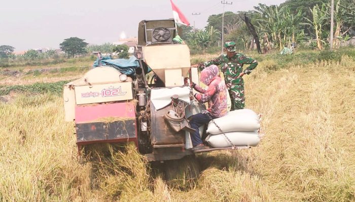 Bukan Cuma Dampingi, Babinsa Ikut Panen Padi di Lamongan