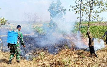 Lahan Bekas Tebu Terbakar di Lamongan, Petugas Bergerak Cepat