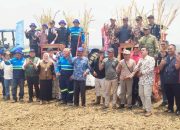 Bongkar Ratoon Dimulai, Harapan Baru Petani Tebu Laren Lamongan