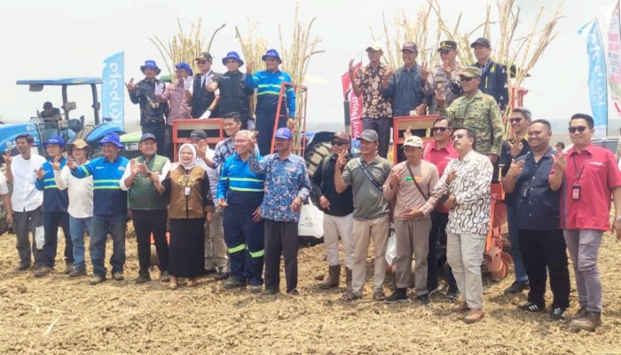 Bongkar Ratoon Dimulai, Harapan Baru Petani Tebu Laren Lamongan
