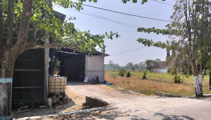 Dikerubungi Lalat Saat Panen, Warga Sambongrejo Minta DLH dan Dinas Peternakan Bojonegoro Turun Tangan