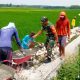 Dukung Ketahanan Pangan, Babinsa dan Warga Bluluk Lamongan Bangun Jalan Tani