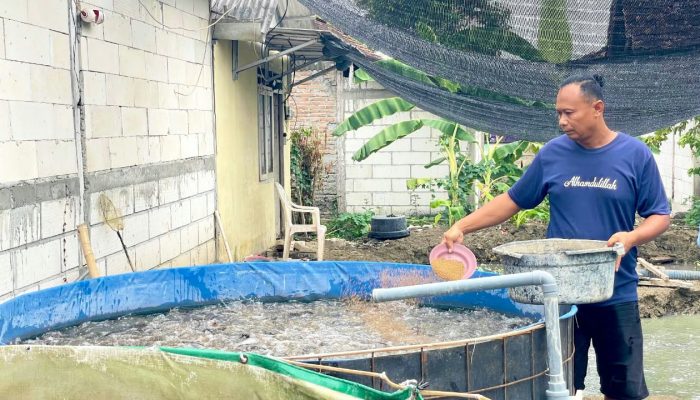 Modal Dua Kolam dari Pemkab Bojonegoro, Khoiri Sukses Kembangkan Usaha Lele