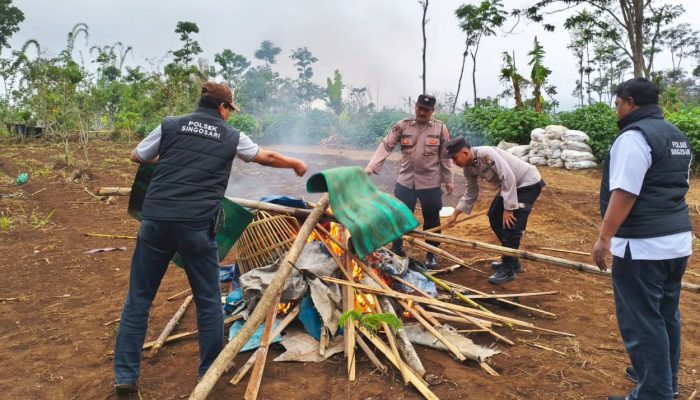 Terima Aduan Warga, Polres Malang Hancurkan Arena Sabung Ayam